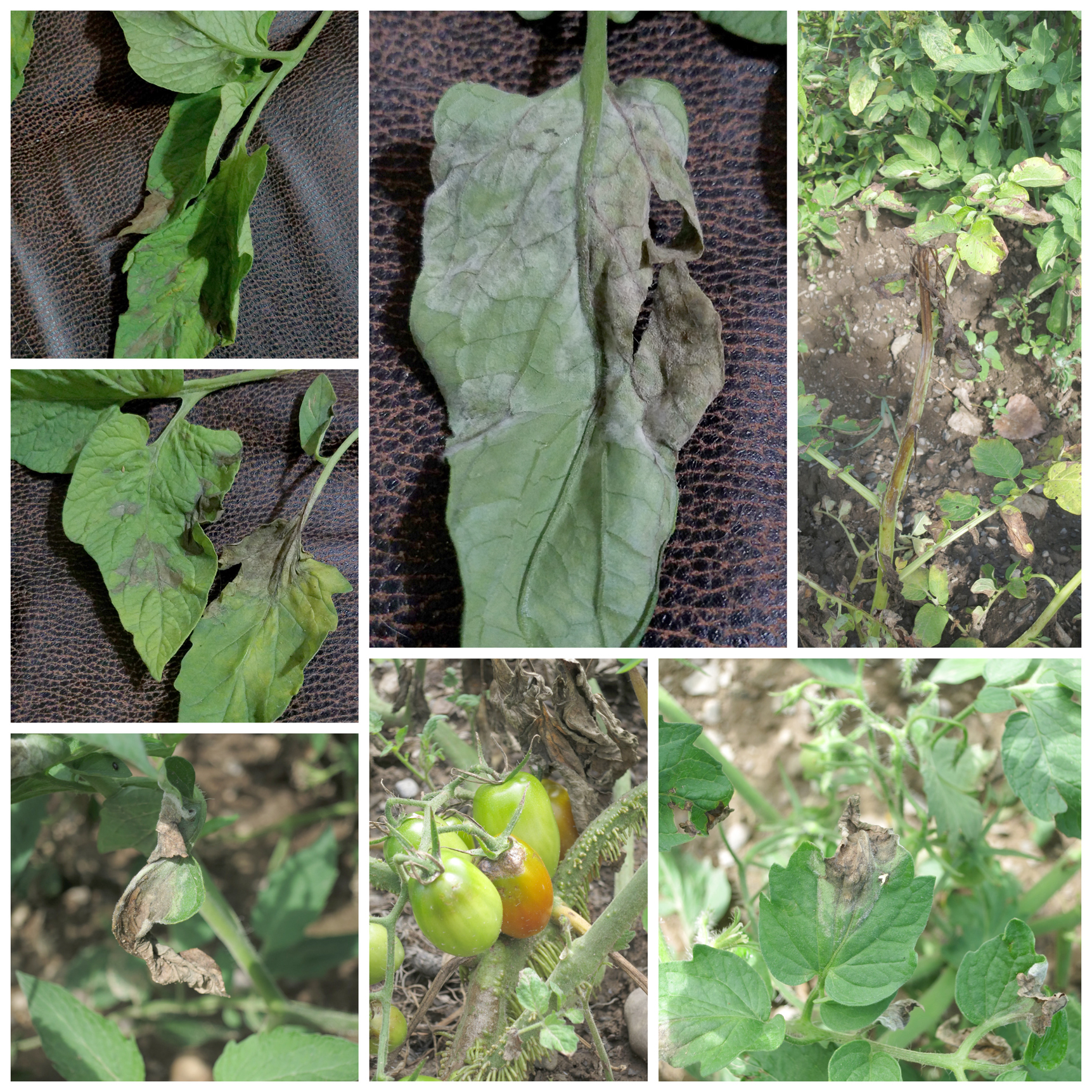 Late blight warning issued in county | News, Sports, Jobs - Observer Today